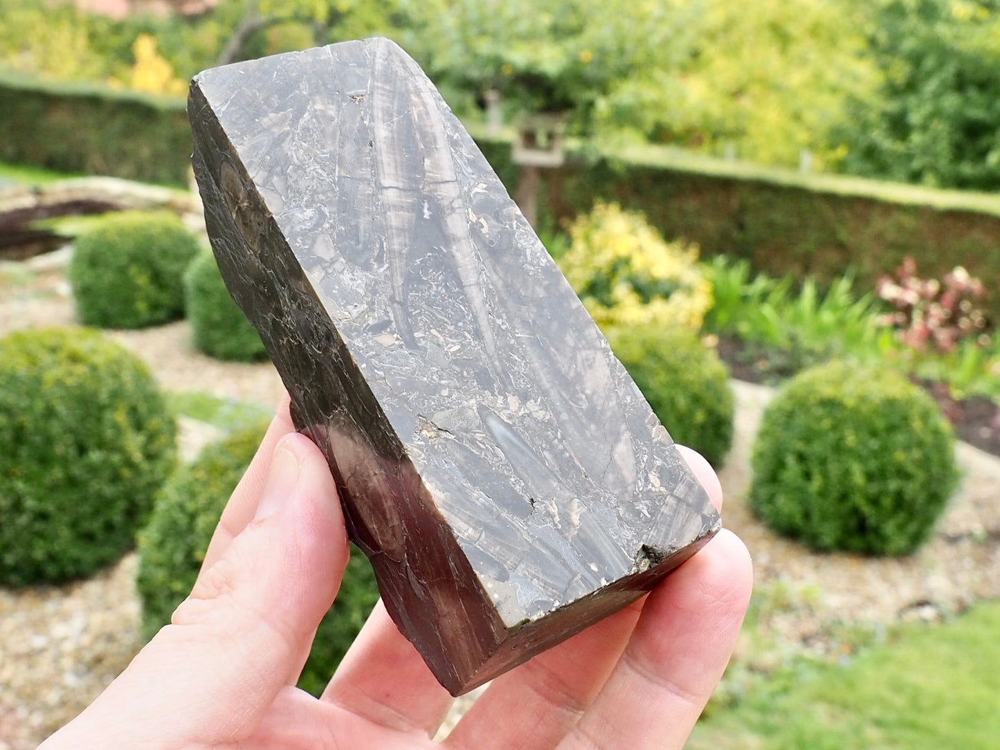 Polished Belemnite Battlefield Fossil from the Yorkshire Coast
