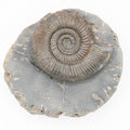 Dactylioceras Ammonite Fossil from the Yorkshire Coast