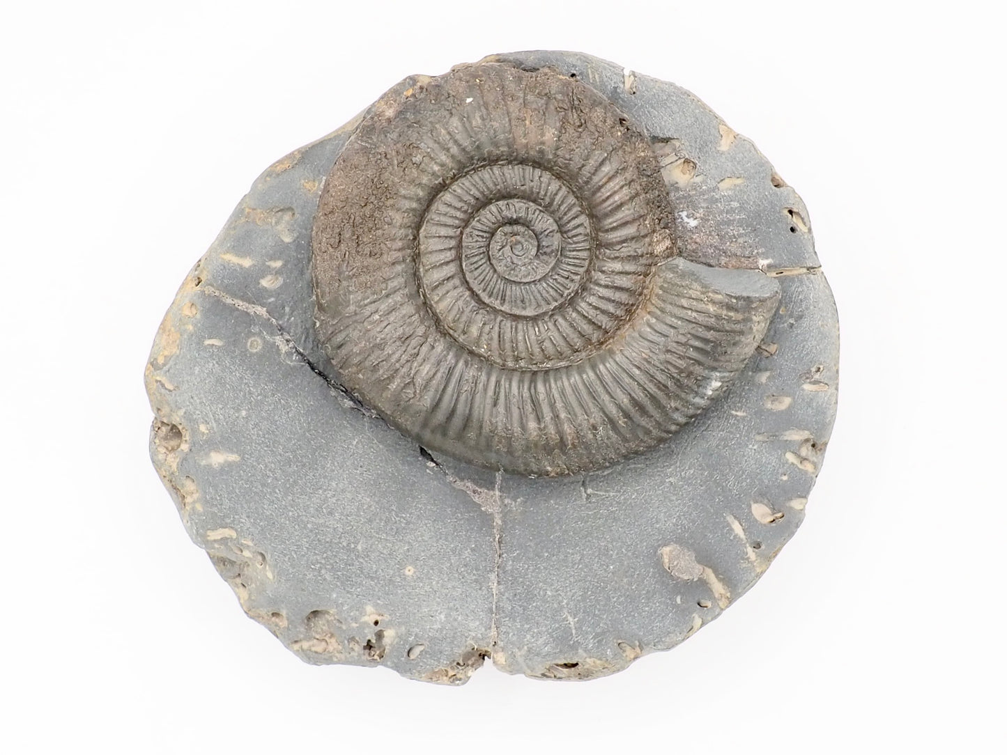 Dactylioceras Ammonite Fossil from the Yorkshire Coast