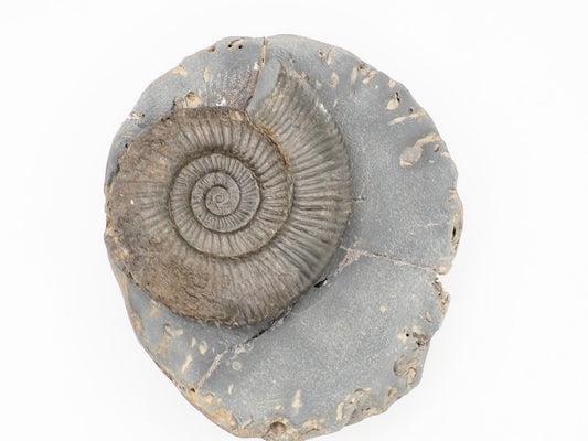 Dactylioceras Ammonite Fossil from the Yorkshire Coast