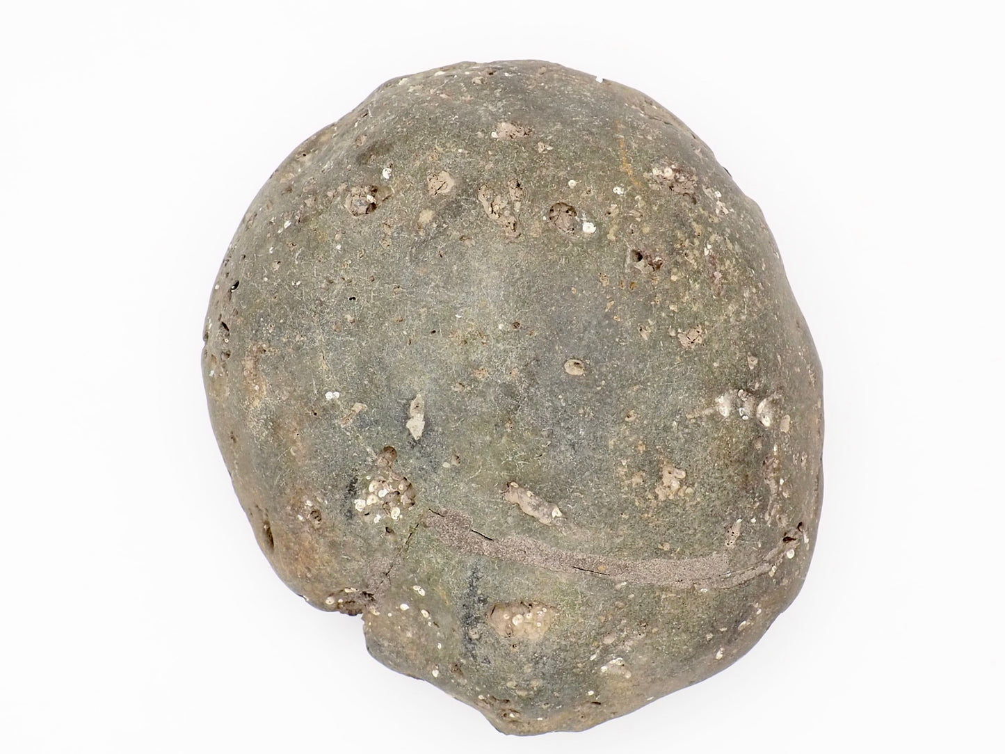 Dactylioceras Ammonite Fossil from the Yorkshire Coast