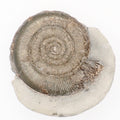 Dactylioceras Tenuicostatum Ammonite Fossil from Whitby