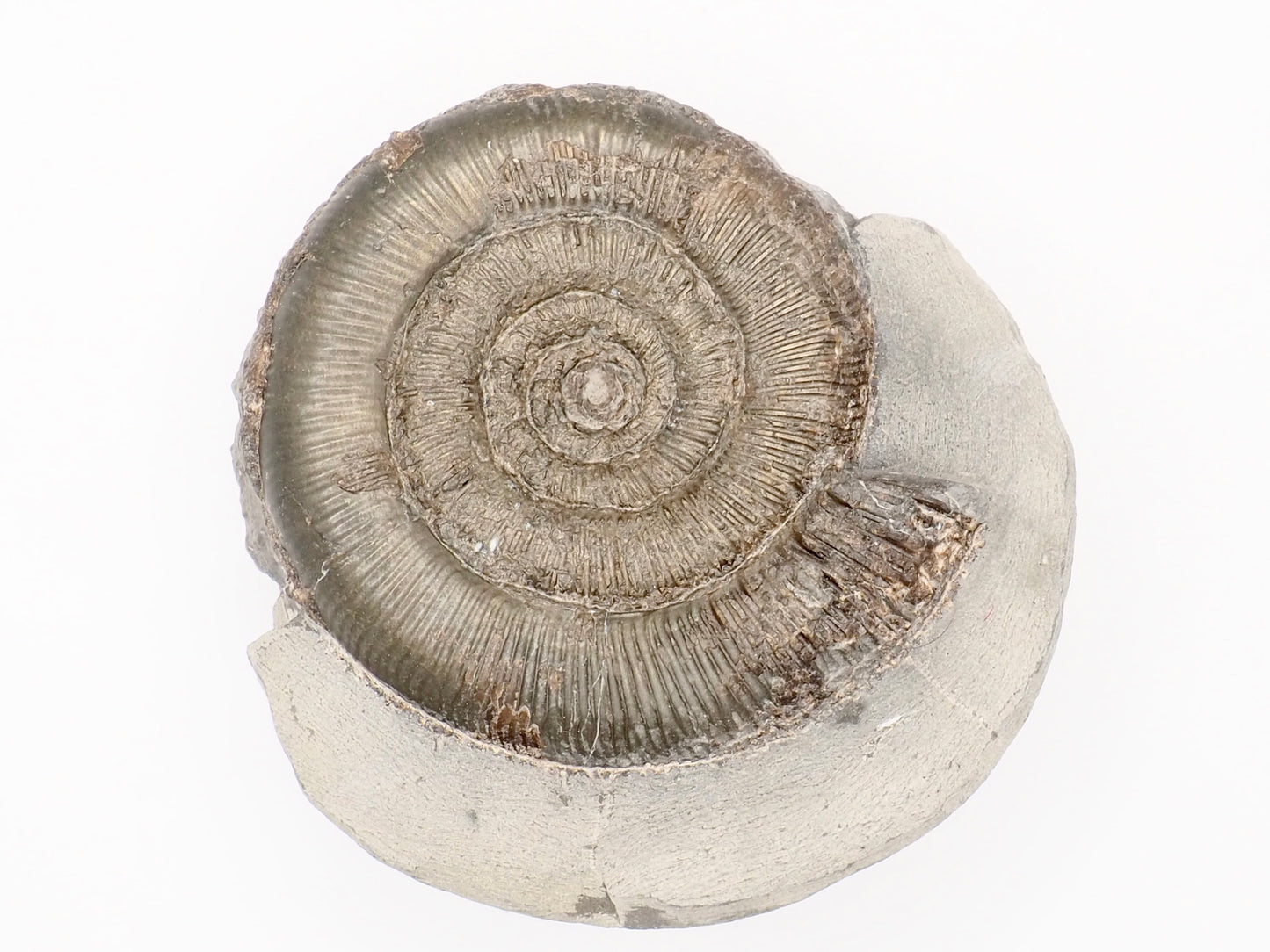 Dactylioceras Tenuicostatum Ammonite Fossil from Whitby