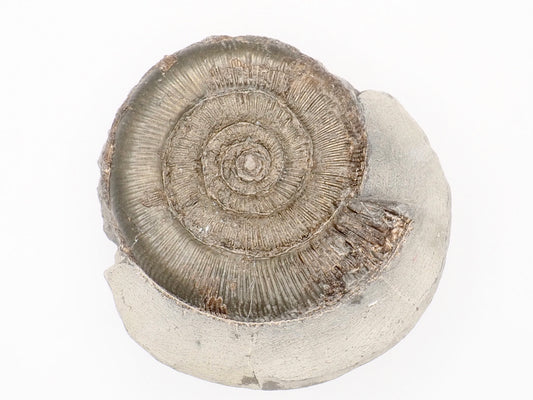 Dactylioceras Tenuicostatum Ammonite Fossil from Whitby