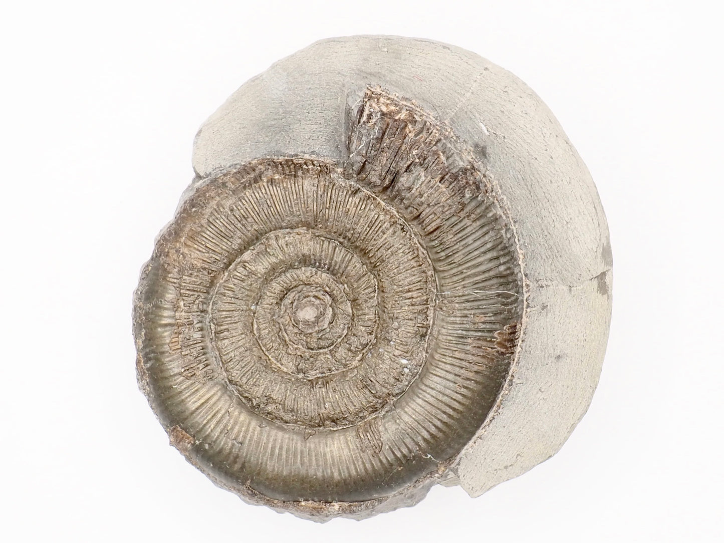 Dactylioceras Tenuicostatum Ammonite Fossil from Whitby