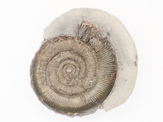 Dactylioceras Tenuicostatum Ammonite Fossil from Whitby