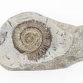 Cut Base Peronoceras Ammonite Fossil from Whitby Yorkshire