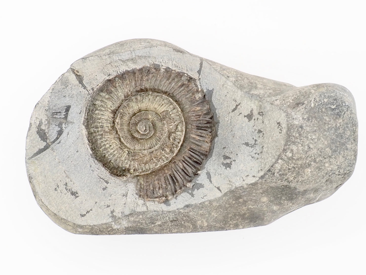 Cut Base Peronoceras Ammonite Fossil from Whitby Yorkshire