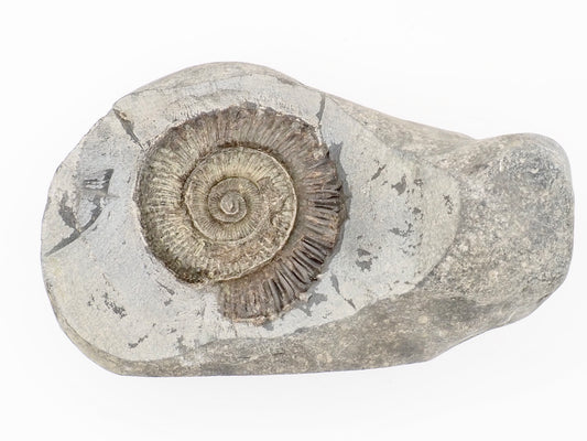 Cut Base Peronoceras Ammonite Fossil from Whitby Yorkshire