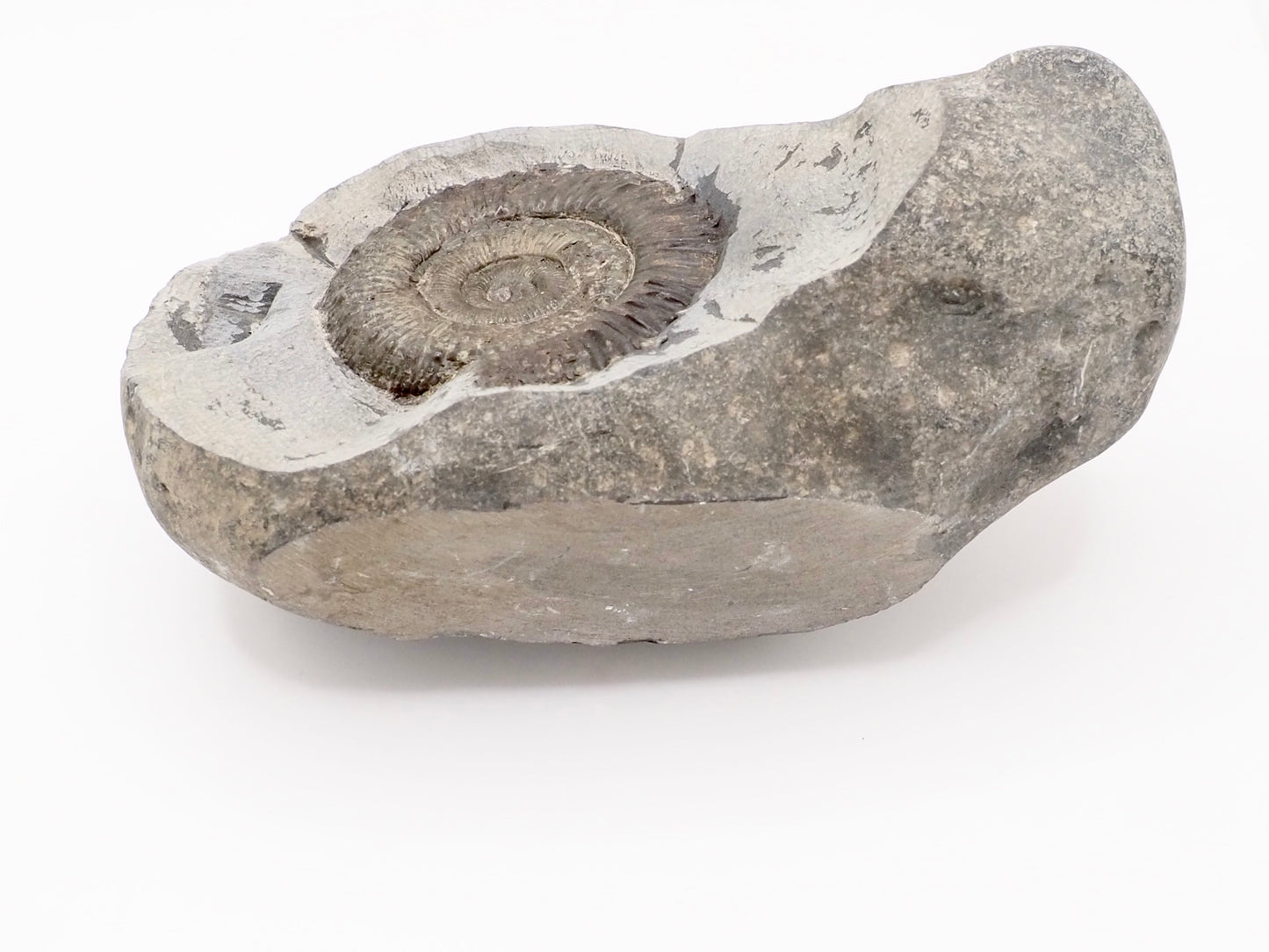 Cut Base Peronoceras Ammonite Fossil from Whitby Yorkshire