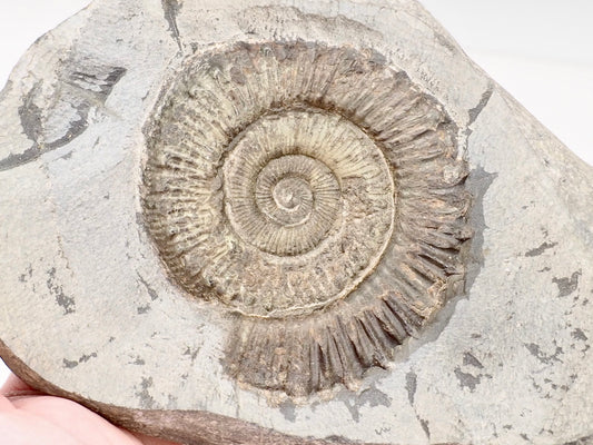Cut Base Peronoceras Ammonite Fossil from Whitby Yorkshire