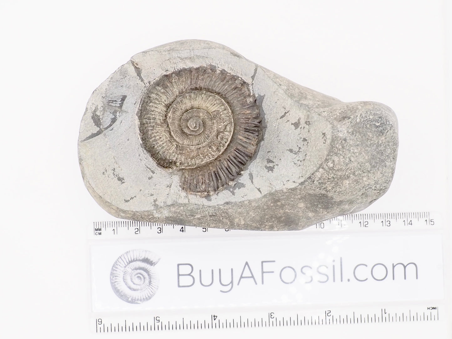 Cut Base Peronoceras Ammonite Fossil from Whitby Yorkshire