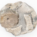 Ichthyosaur Vertebra Fossil in Beach Pebble from Yorkshire