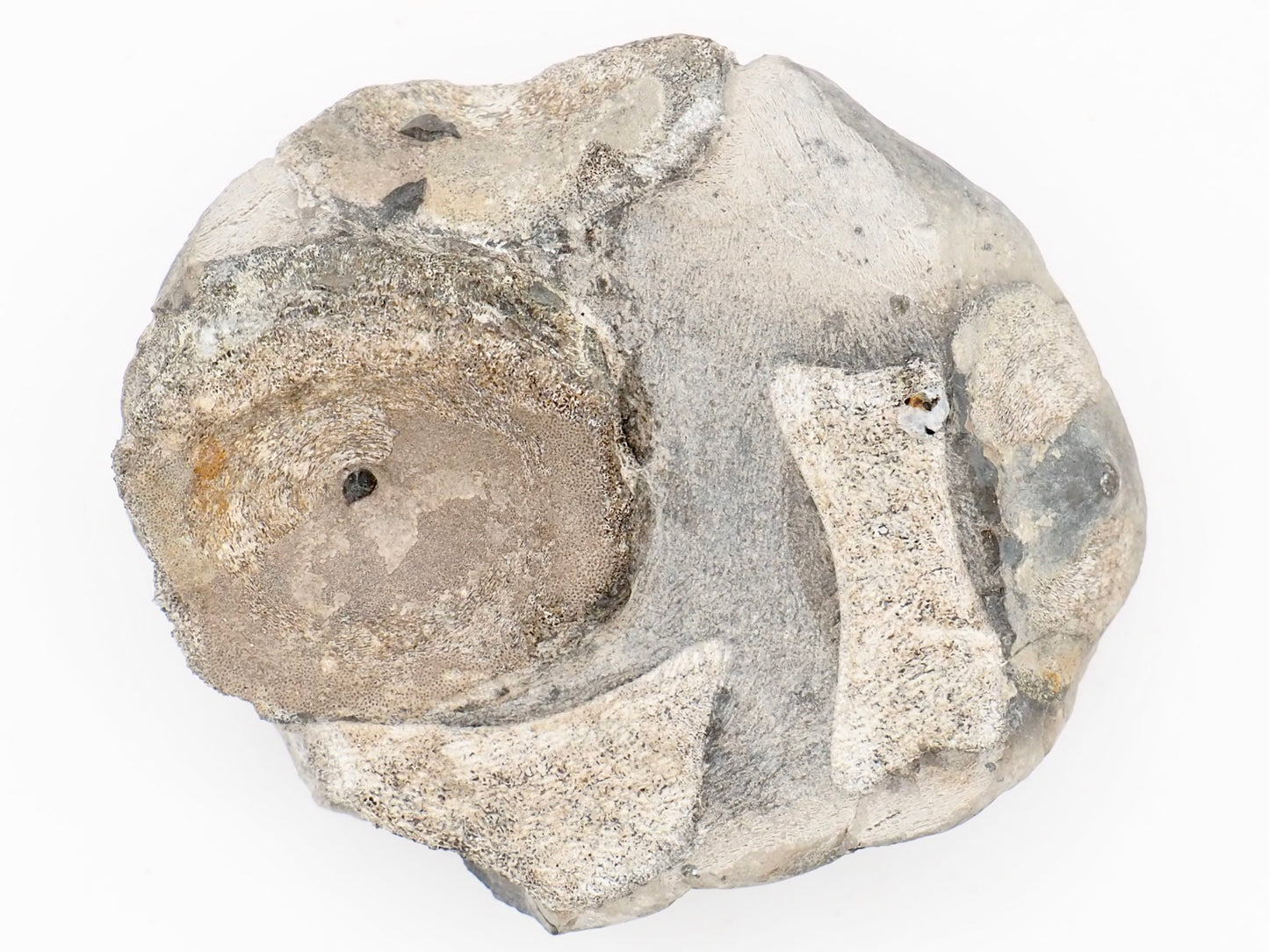 Ichthyosaur Vertebra Fossil in Beach Pebble from Yorkshire