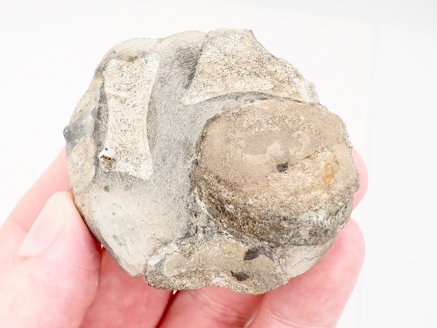 Ichthyosaur Vertebra Fossil in Beach Pebble from Yorkshire