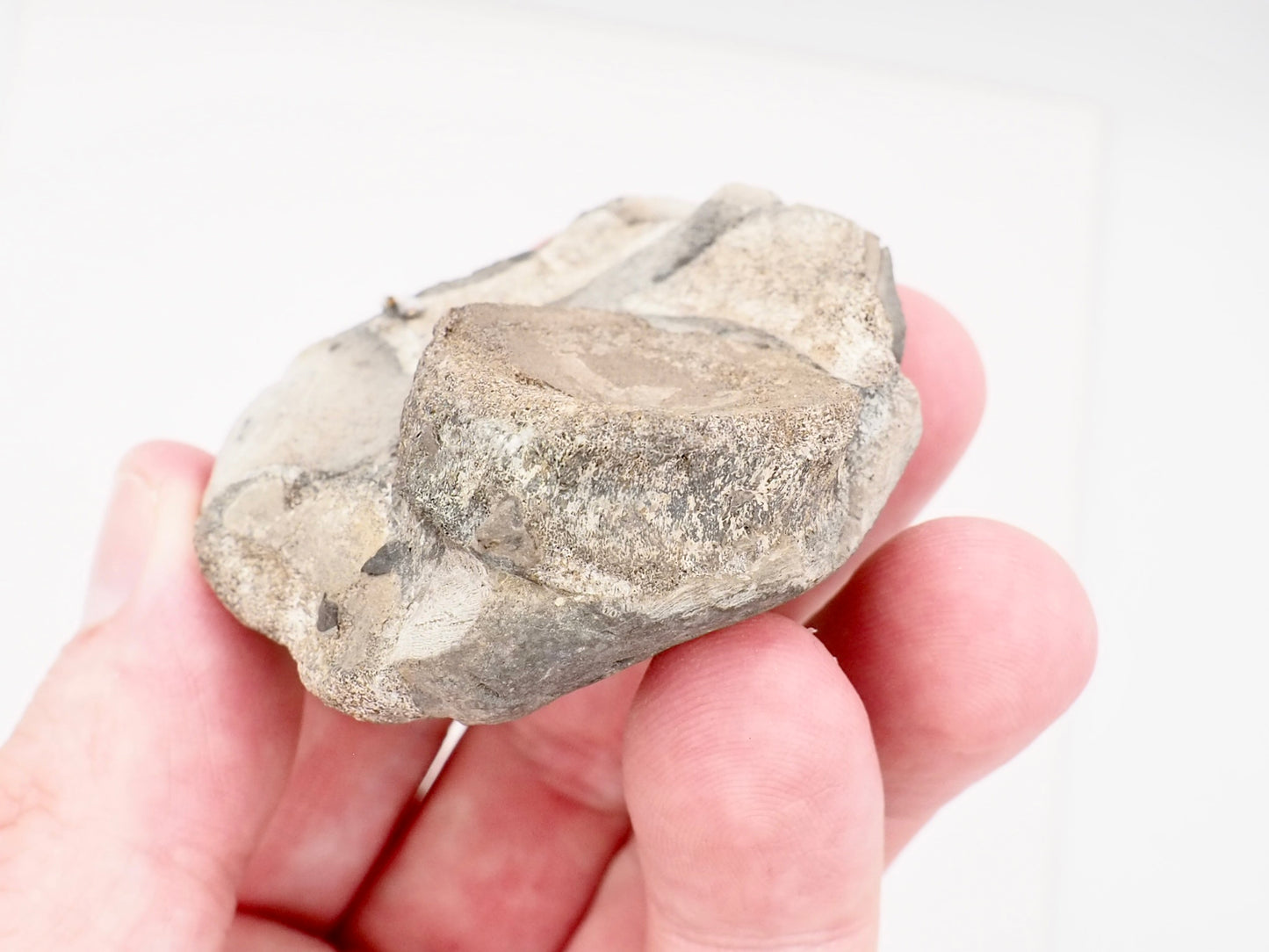 Ichthyosaur Vertebra Fossil in Beach Pebble from Yorkshire