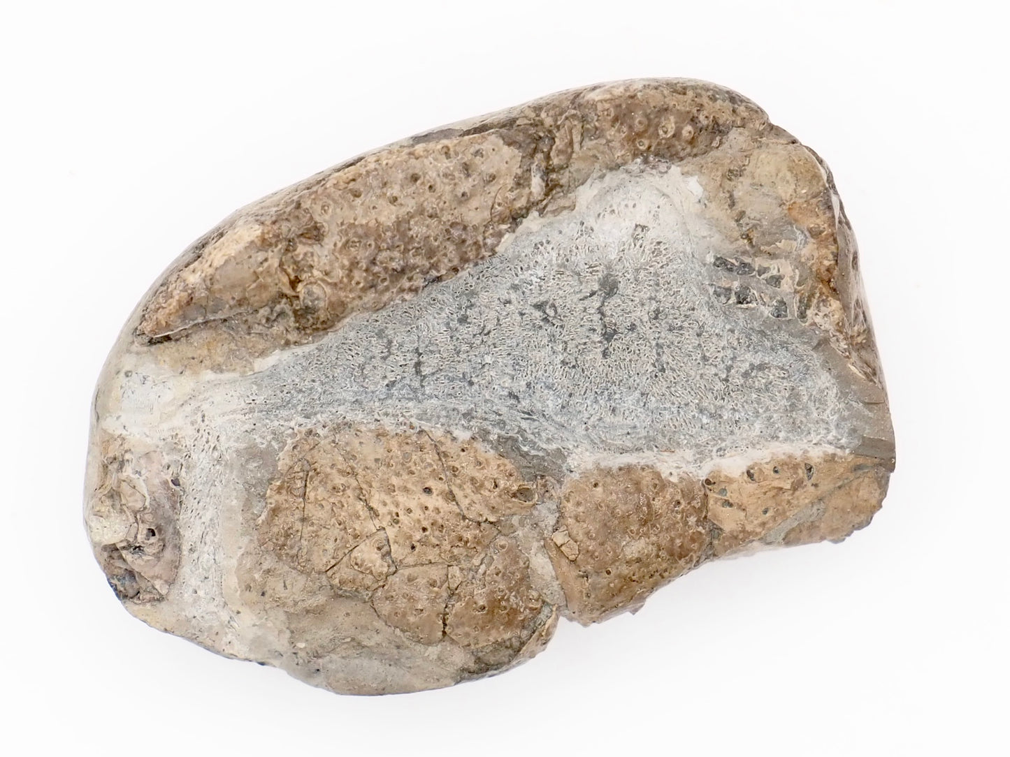 Jurassic Lobster Crustacean Fossil from Whitby Yorkshire Coast