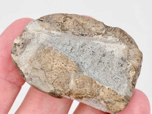 Jurassic Lobster Crustacean Fossil from Whitby Yorkshire Coast