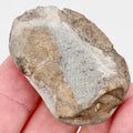 Jurassic Lobster Crustacean Fossil from Whitby Yorkshire Coast