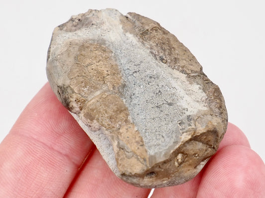 Jurassic Lobster Crustacean Fossil from Whitby Yorkshire Coast