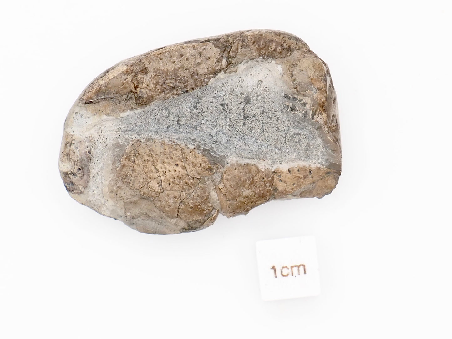 Jurassic Lobster Crustacean Fossil from Whitby Yorkshire Coast