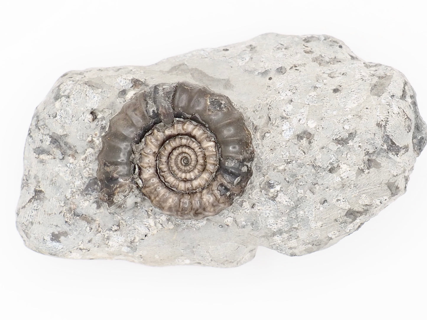 Gagaticeras Ammonite Fossil from the Lower Lias Yorkshire Coast