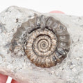 Gagaticeras Ammonite Fossil from the Lower Lias Yorkshire Coast