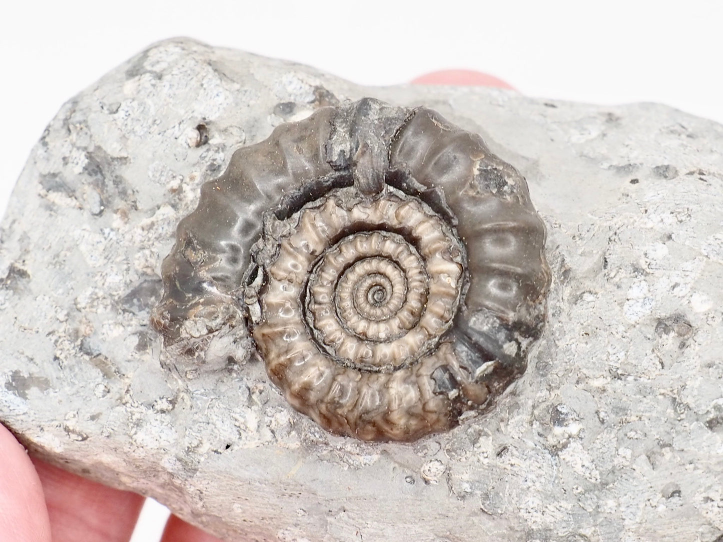 Gagaticeras Ammonite Fossil from the Lower Lias Yorkshire Coast