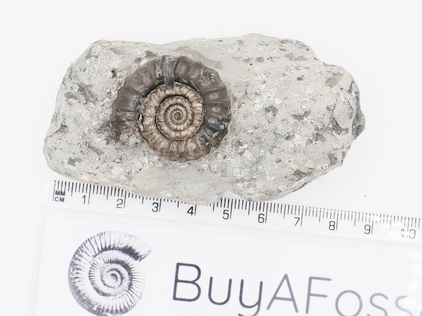 Gagaticeras Ammonite Fossil from the Lower Lias Yorkshire Coast