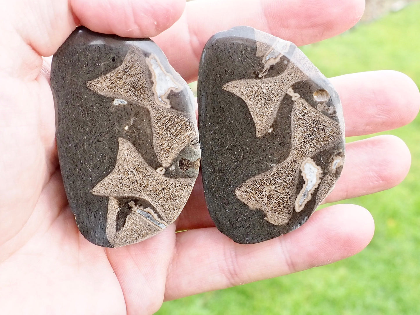 Cut and Polished Ichthyosaur Vertebra Fossil Pebble from Yorkshire