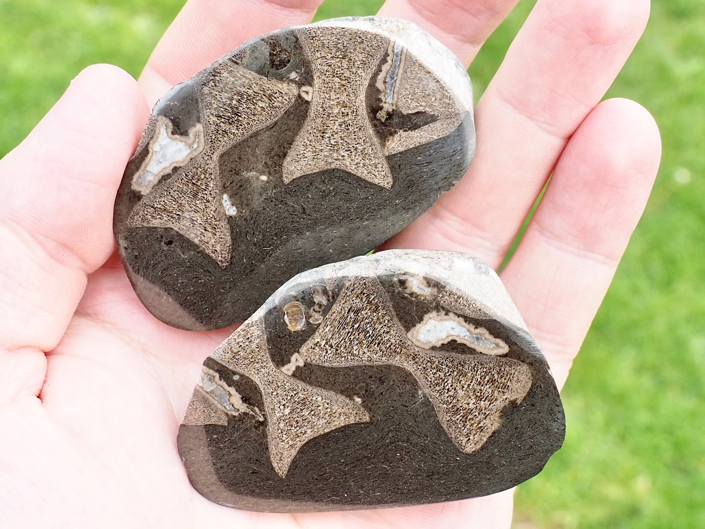 Cut and Polished Ichthyosaur Vertebra Fossil Pebble from Yorkshire
