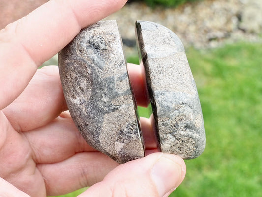 Cut and Polished Ichthyosaur Vertebra Fossil Pebble from Yorkshire