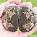 Cut and Polished Ichthyosaur Vertebra Fossil Pebble from Yorkshire