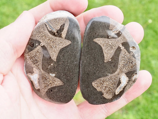 Cut and Polished Ichthyosaur Vertebra Fossil Pebble from Yorkshire