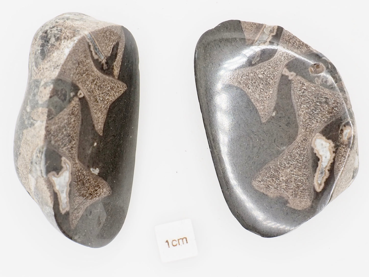 Cut and Polished Ichthyosaur Vertebra Fossil Pebble from Yorkshire