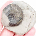 Rare Oxynoticeras Ammonite Fossil from the Lower Lias Yorkshire Coast
