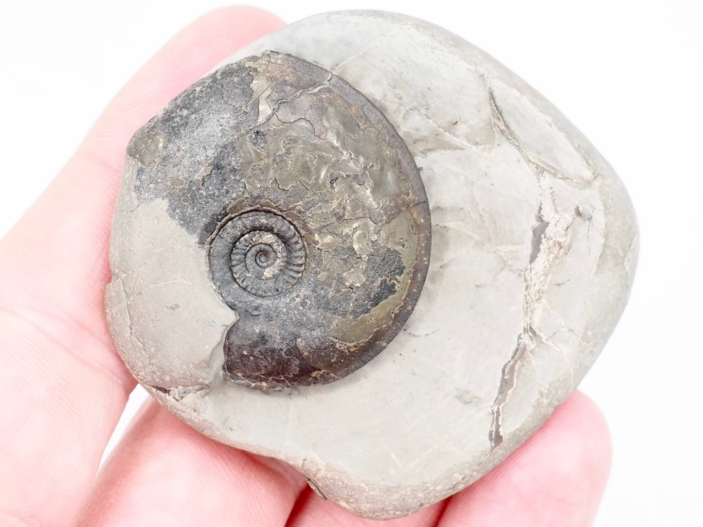 Rare Oxynoticeras Ammonite Fossil from the Lower Lias Yorkshire Coast