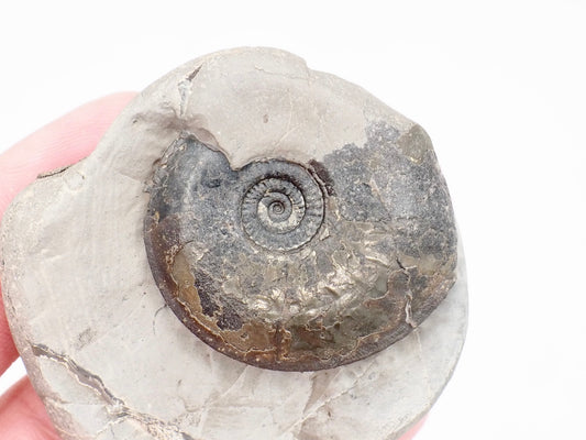 Rare Oxynoticeras Ammonite Fossil from the Lower Lias Yorkshire Coast