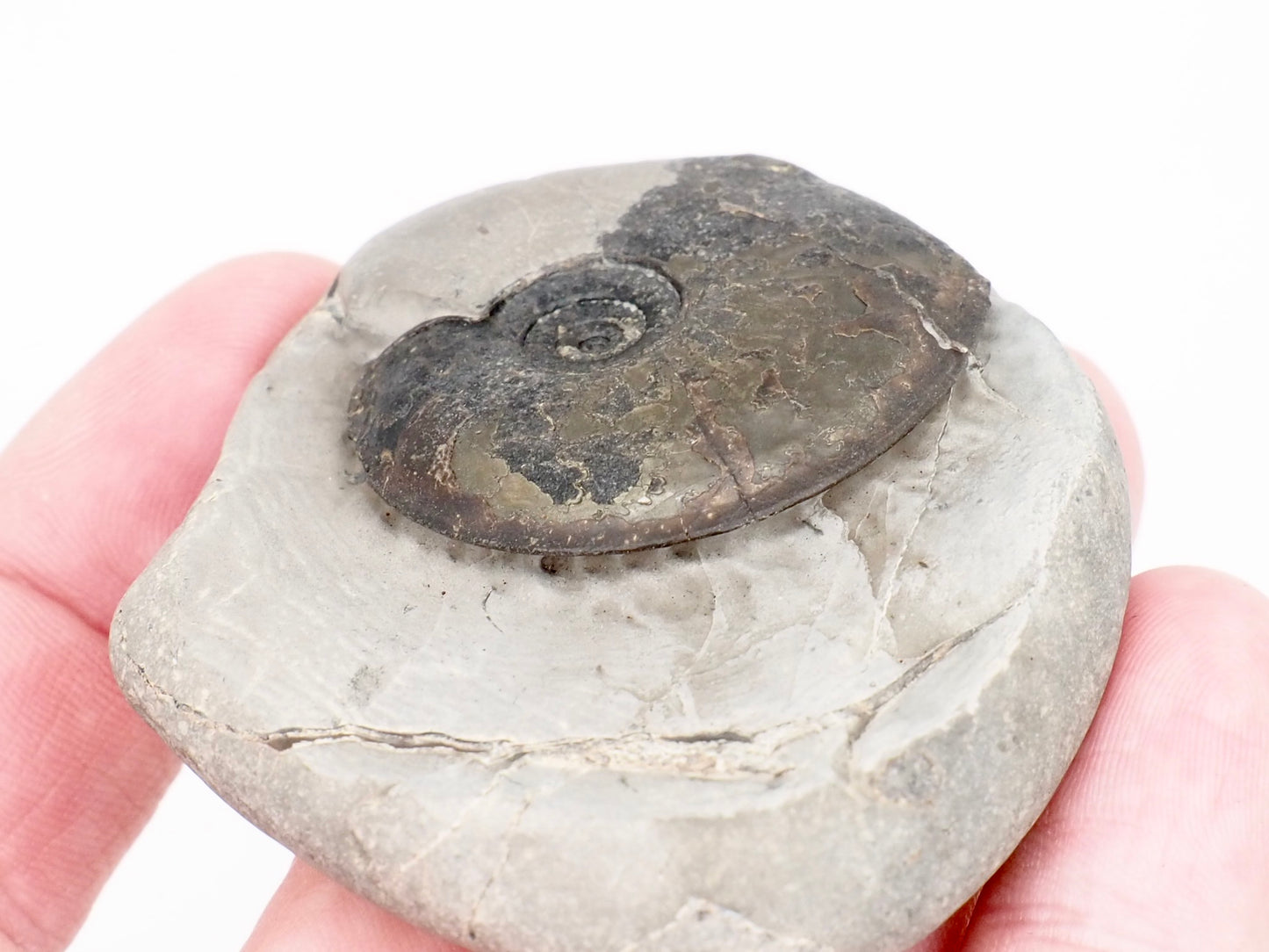 Rare Oxynoticeras Ammonite Fossil from the Lower Lias Yorkshire Coast