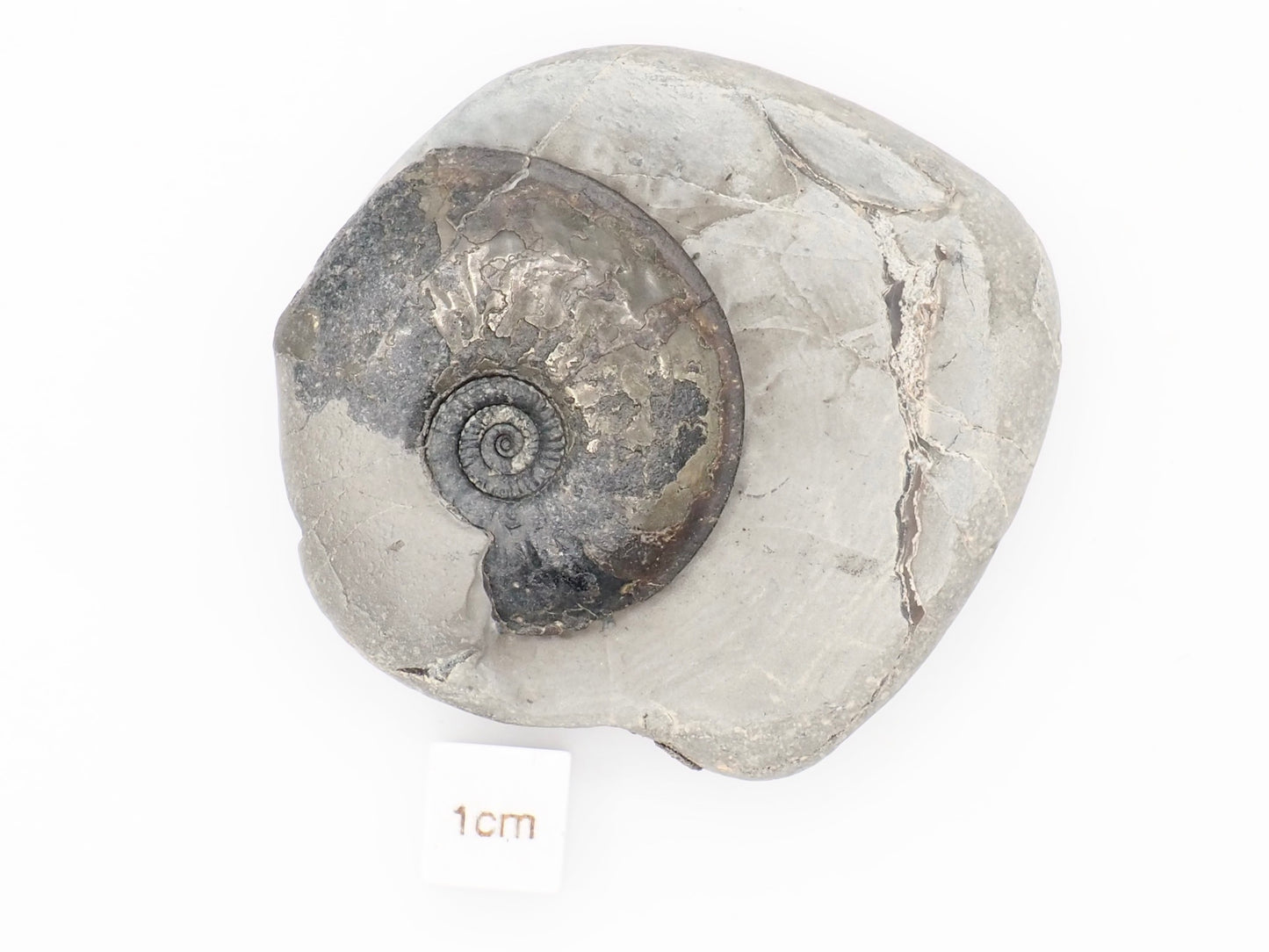 Rare Oxynoticeras Ammonite Fossil from the Lower Lias Yorkshire Coast