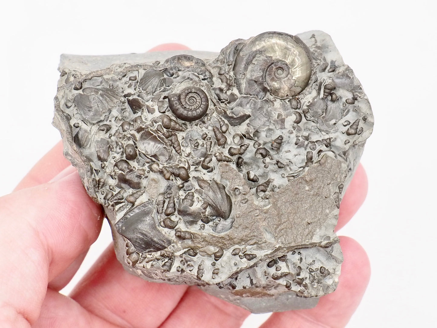 Stunning Lower Lias Fossil with Oxynoticeras, Gagaticeras, Gastropod and Shells