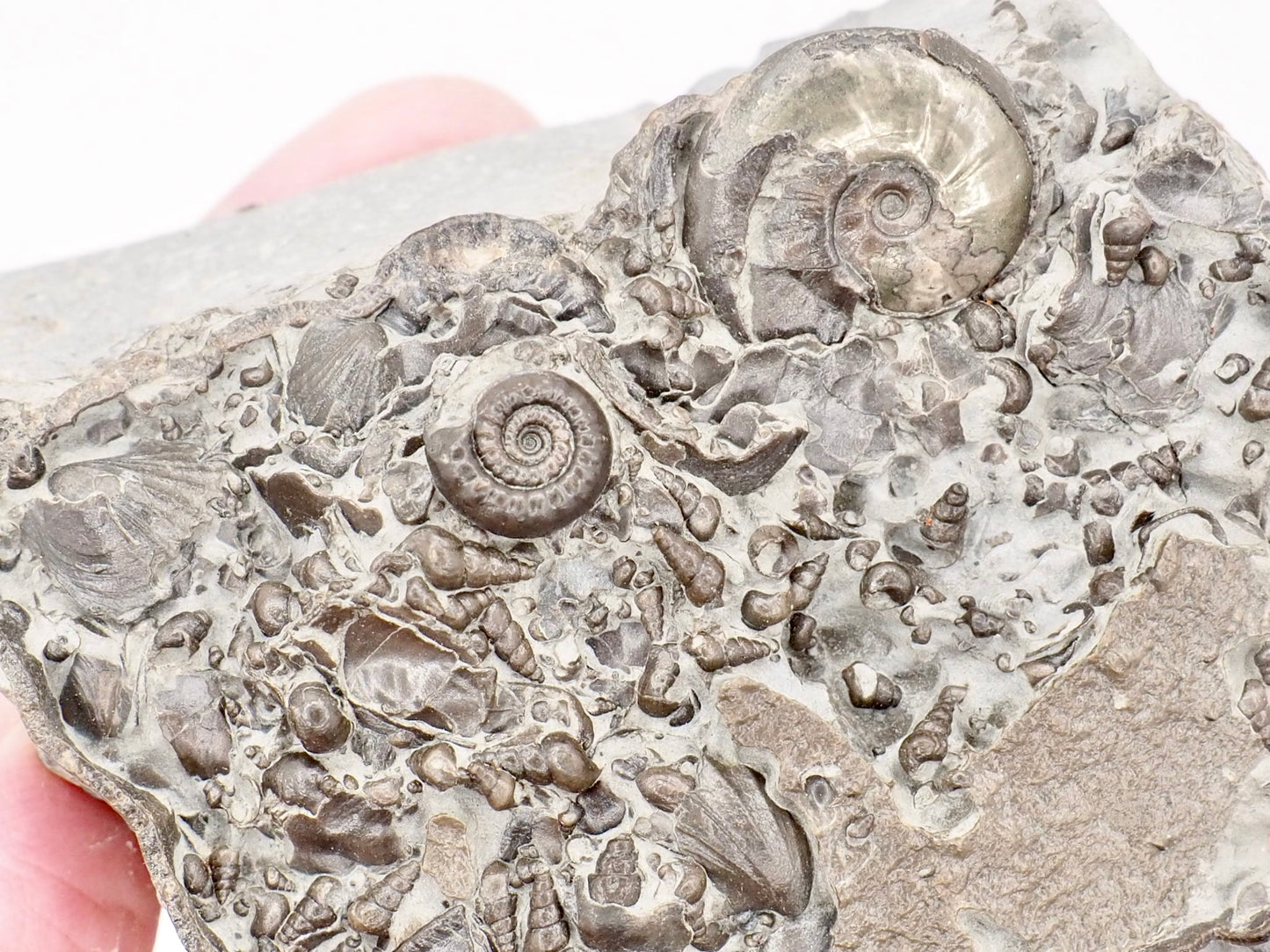 Stunning Lower Lias Fossil with Oxynoticeras, Gagaticeras, Gastropod and Shells