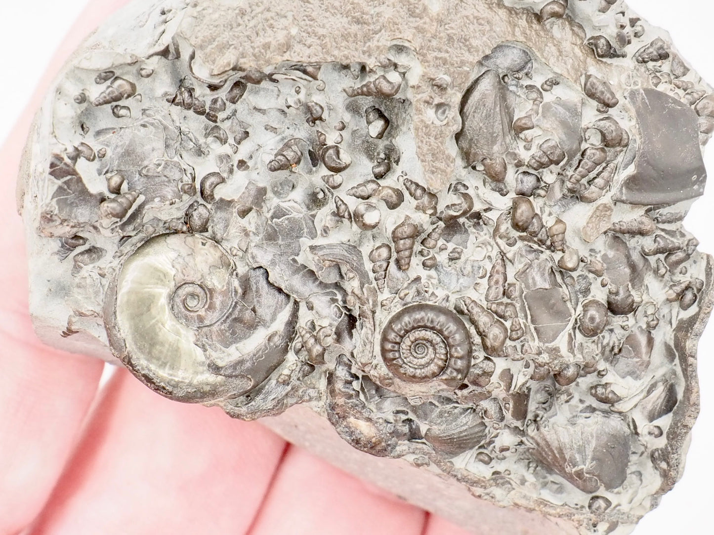 Stunning Lower Lias Fossil with Oxynoticeras, Gagaticeras, Gastropod and Shells