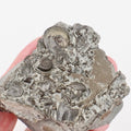 Stunning Lower Lias Fossil with Oxynoticeras, Gagaticeras, Gastropod and Shells