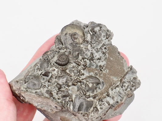 Stunning Lower Lias Fossil with Oxynoticeras, Gagaticeras, Gastropod and Shells