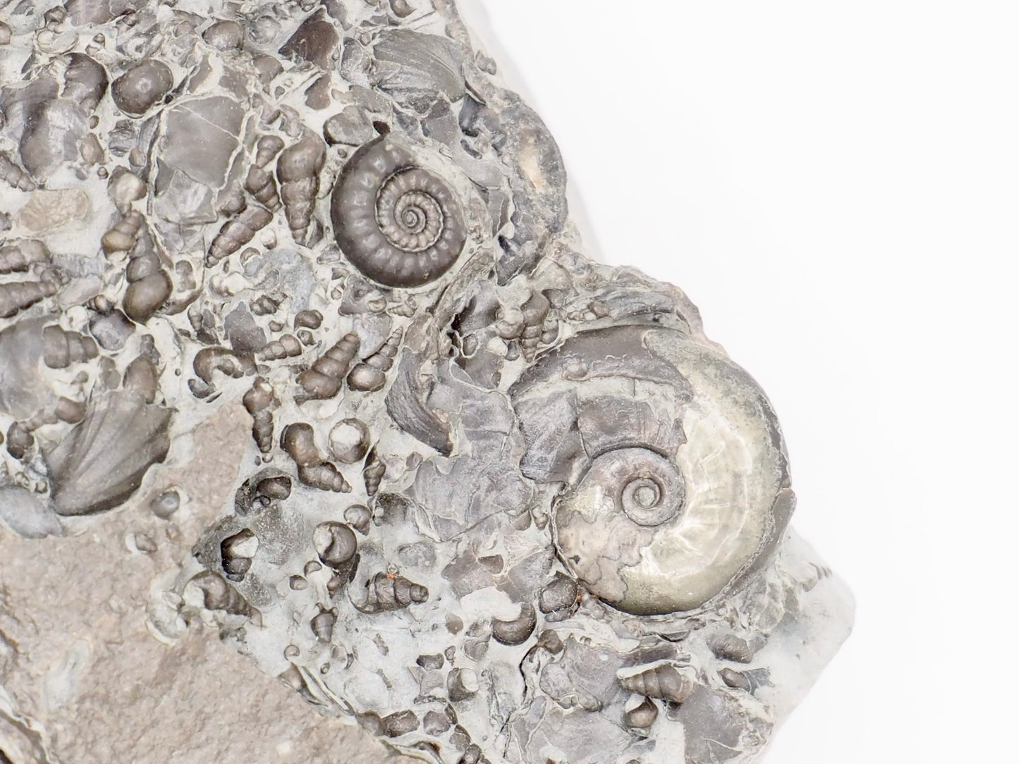 Stunning Lower Lias Fossil with Oxynoticeras, Gagaticeras, Gastropod and Shells