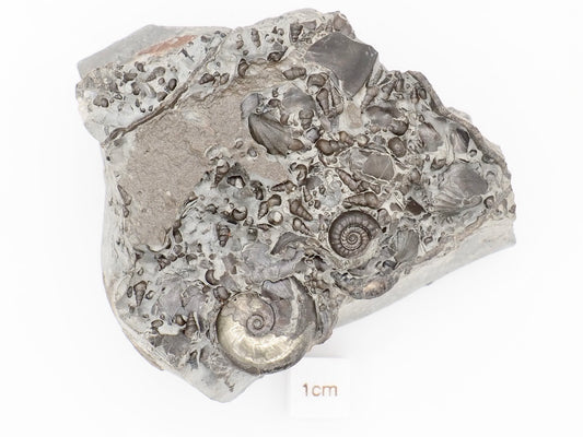 Stunning Lower Lias Fossil with Oxynoticeras, Gagaticeras, Gastropod and Shells