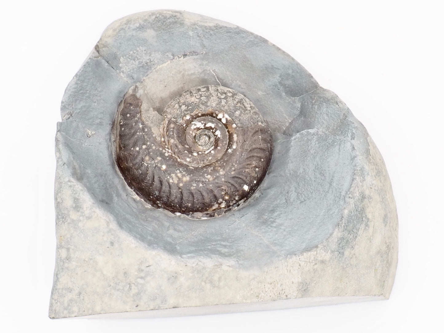 Hildoceras Ammonite Fossil Display Specimen from Whitby