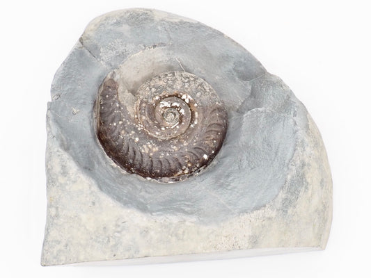 Hildoceras Ammonite Fossil Display Specimen from Whitby