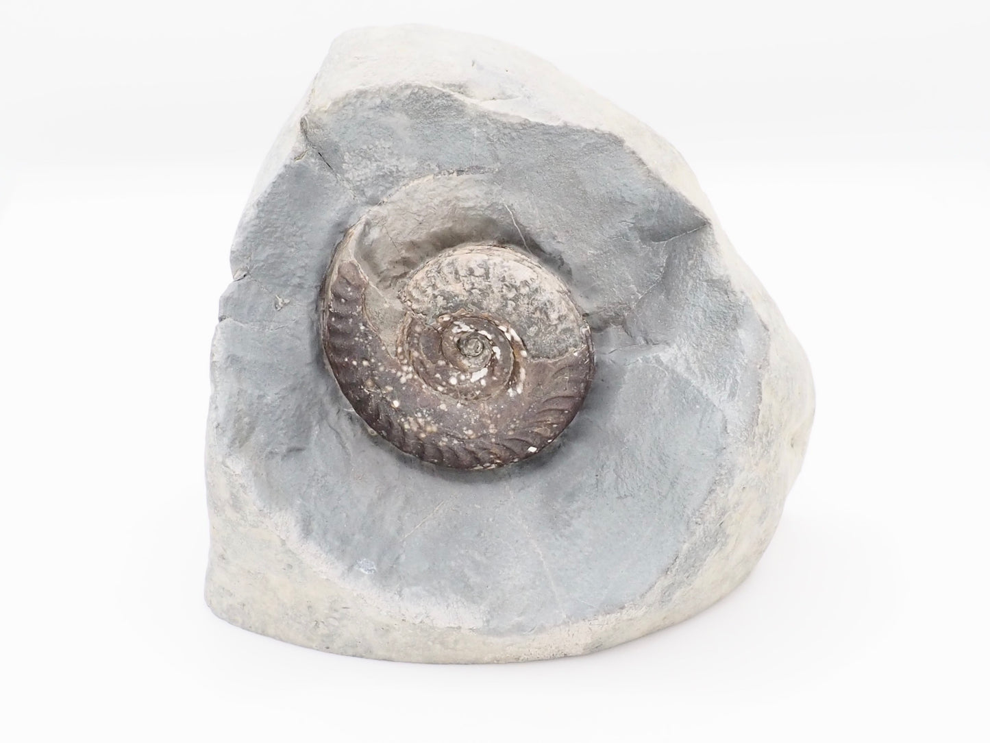 Hildoceras Ammonite Fossil Display Specimen from Whitby